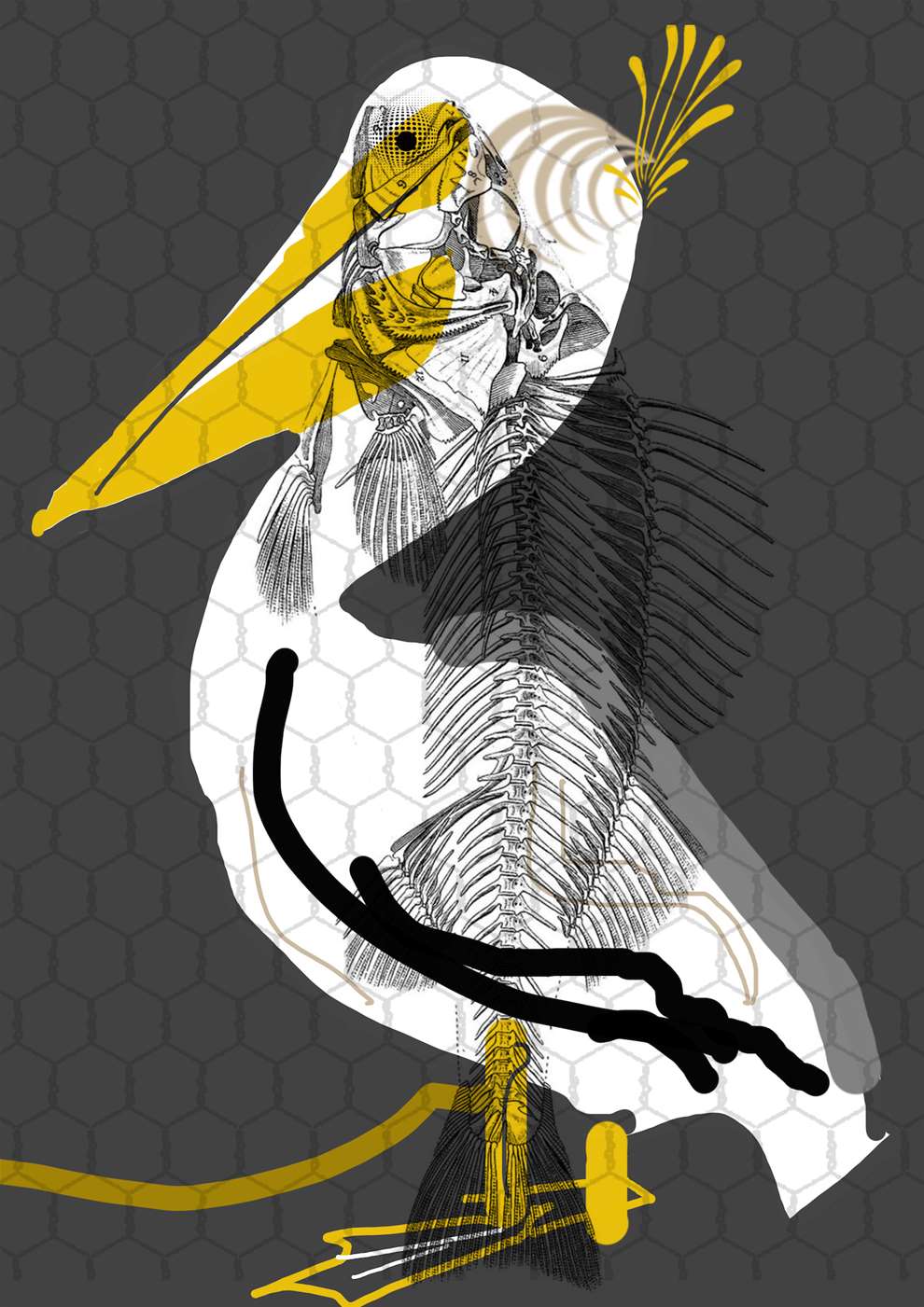 Brian Grimwood, Expressive digital illustration of a pelican with skeleton of animal underneath. 